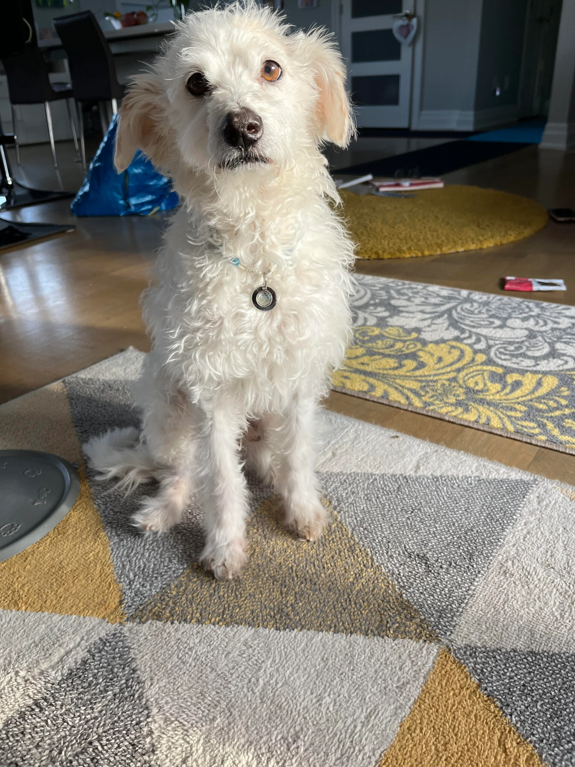 Josees Animal Wellness Services - Puppy patient Crosby