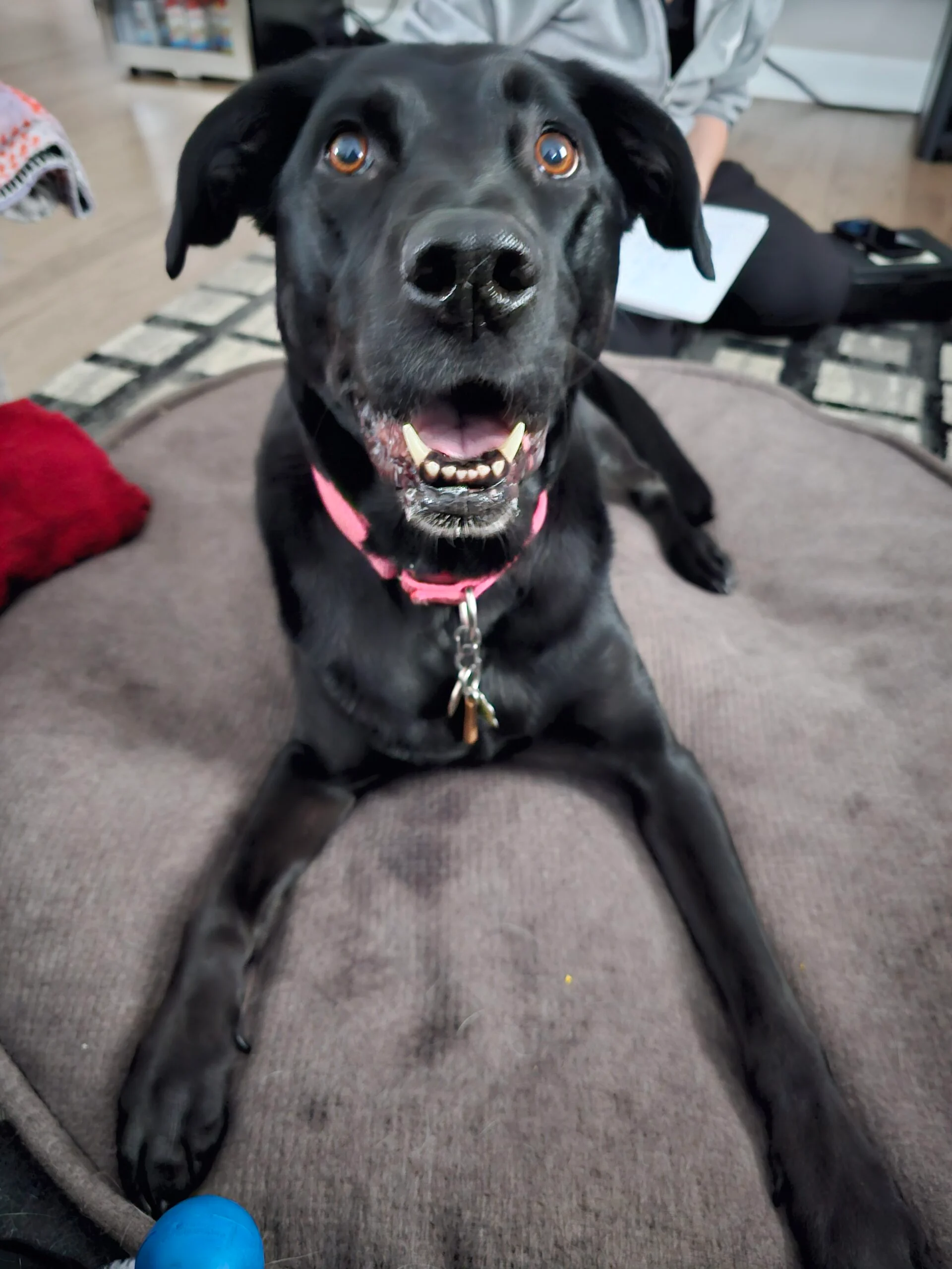 Josees Animal Wellness Services - puppy-patient Lyra